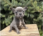 Small #1 French Bulldog