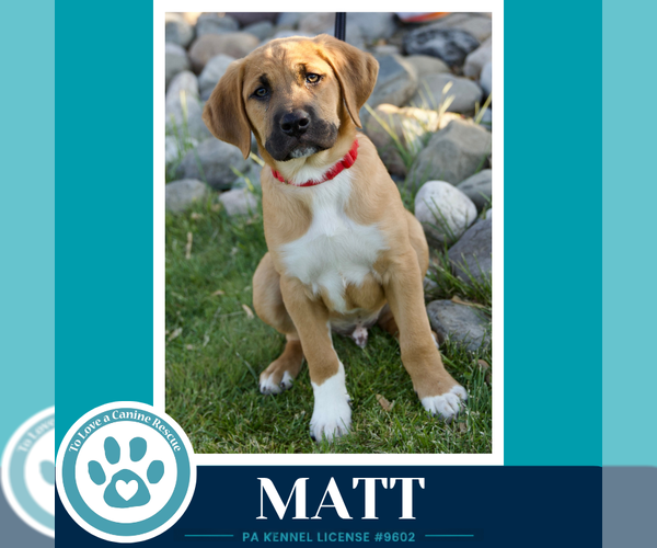 Medium Photo #5 Mutt Puppy For Sale in Kimberton, PA, USA