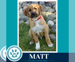 Small #4 Mutt