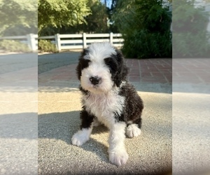 Bernedoodle Litter for sale in CHATSWORTH, CA, USA