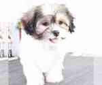 Small Photo #2 Zuchon Puppy For Sale in RED LION, PA, USA