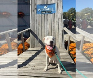 American Pit Bull Terrier-Unknown Mix Dogs for adoption in Germantown, OH, USA