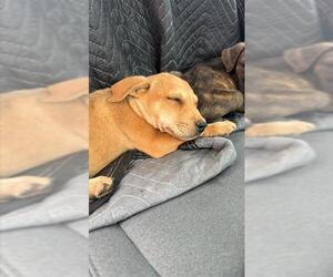 Labrador Retriever Dogs for adoption in San Antonio, TX, USA
