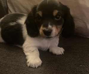 Dachshund Puppy for sale in LAS VEGAS, NV, USA