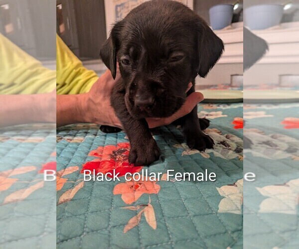 Medium Photo #2 Labrador Retriever Puppy For Sale in PIERSON STATION, IL, USA