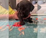 Black collar - Female Labrador Retriever Puppy for Sale - Photo #2