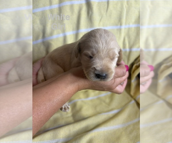 Medium Photo #3 Labradoodle Puppy For Sale in OWENTON, KY, USA