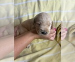 Small #2 Labradoodle