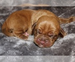 Small Photo #2 Dogue de Bordeaux Puppy For Sale in ANDOVER, CT, USA