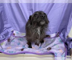 Miniature Schnauzer-Unknown Mix Dogs for adoption in Modesto, CA, USA
