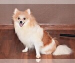 Small Photo #1 Pomeranian Puppy For Sale in ROCK VALLEY, IA, USA