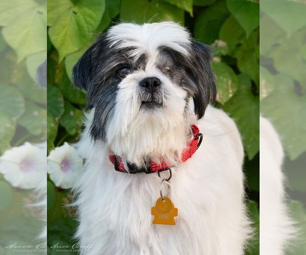 Medium Photo #2  Puppy For Sale in , 