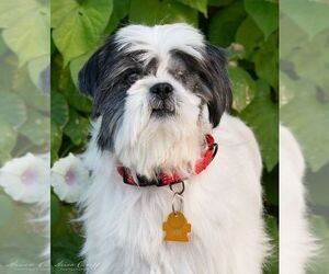 Shih Tzu Dogs for adoption in Las Vegas, NV, USA