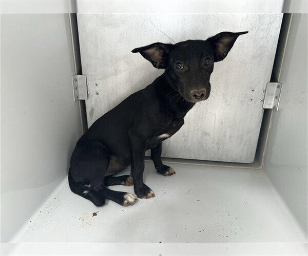 Medium Photo #1 Chihuahua-Unknown Mix Puppy For Sale in Houston, TX, USA