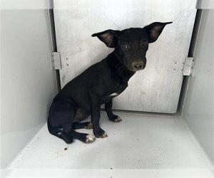 Chihuahua-Unknown Mix Dogs for adoption in Houston, TX, USA