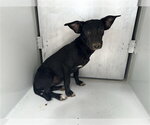 Small Chihuahua Mix