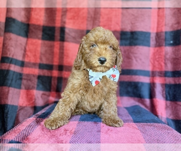 Medium Photo #8 Poodle (Miniature) Puppy For Sale in LAKELAND, FL, USA