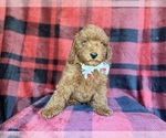Small #7 Poodle (Miniature)