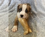 Puppy Thor American Bully