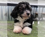 Small Photo #5 Havanese Puppy For Sale in LANSING, IA, USA