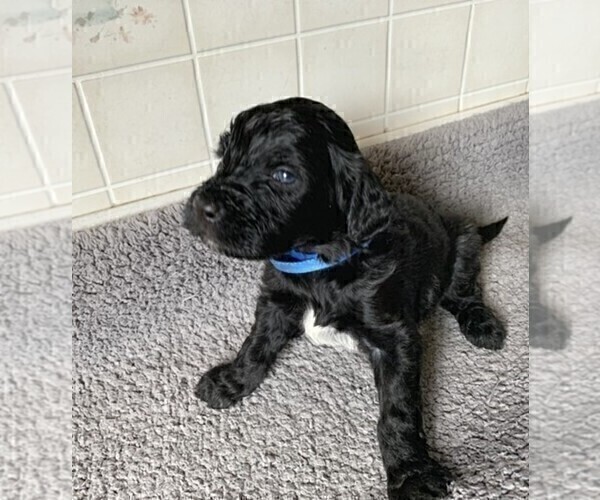 Medium Photo #3 Portuguese Water Dog Puppy For Sale in LAKEVIEW, MI, USA