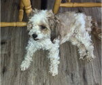 Small Shih Tzu Mix