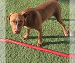 Small #3 American Pit Bull Terrier-Chihuahua Mix