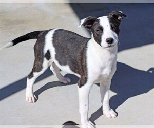 Labrador Retriever-Rat Terrier Mix Dogs for adoption in Green Forest, AR, USA