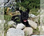Small Photo #5 French Bulldog Puppy For Sale in SANTA CLARITA, CA, USA
