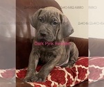 Small Photo #3 Cane Corso Puppy For Sale in DENTSVILLE, MD, USA
