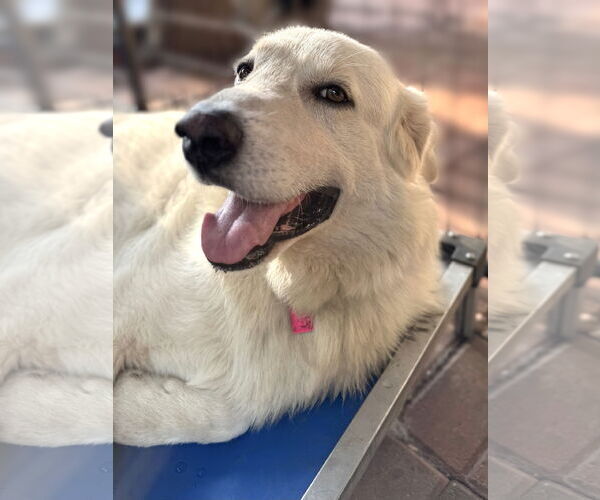 Medium Photo #6 Great Pyrenees Puppy For Sale in Spring, TX, USA