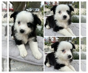 Miniature Australian Shepherd Puppy for sale in BROOKER, FL, USA