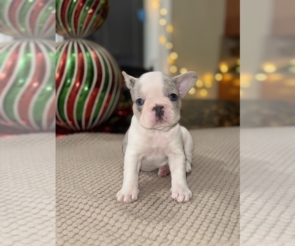 Medium Photo #14 French Bulldog Puppy For Sale in HILTON, NY, USA