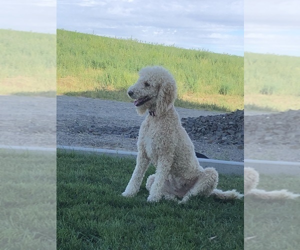 Medium Photo #1 Goldendoodle Puppy For Sale in OTHELLO, WA, USA
