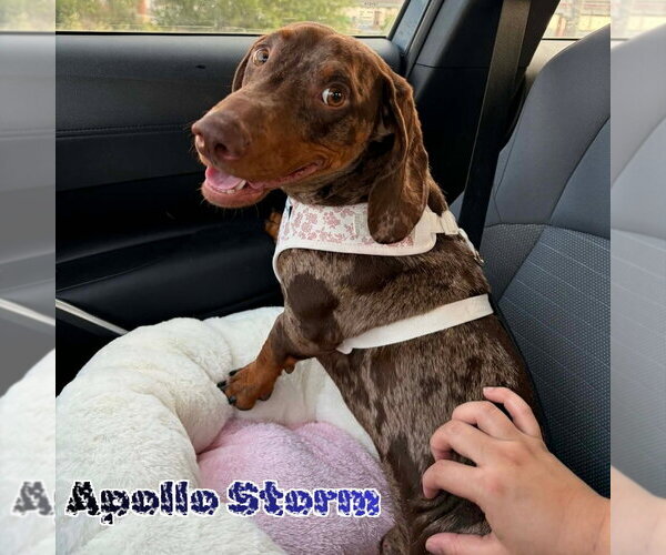 Medium Photo #9 Dachshund Puppy For Sale in San Antonio, TX, USA