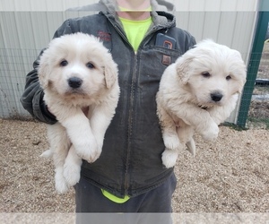 Great Pyrenees Puppy for sale in MOUNTAIN GROVE, MO, USA