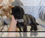 Image preview for Ad Listing. Nickname: AKC Mastiff5