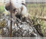 Small Photo #15 Shih Tzu Puppy For Sale in VENETA, OR, USA