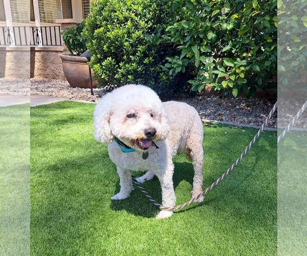 Medium Photo #1 Poodle (Miniature)-Unknown Mix Puppy For Sale in  Ramona, CA, USA