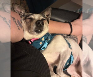 Peppa - Female Chihuahua-Unknown Mix Dog for Adoption - Photo #7