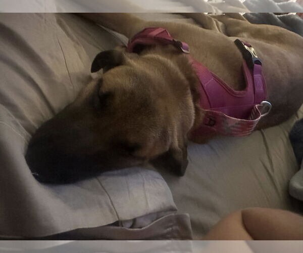 Medium Photo #20 German Shepherd Dog-Unknown Mix Puppy For Sale in Sebec, ME, USA