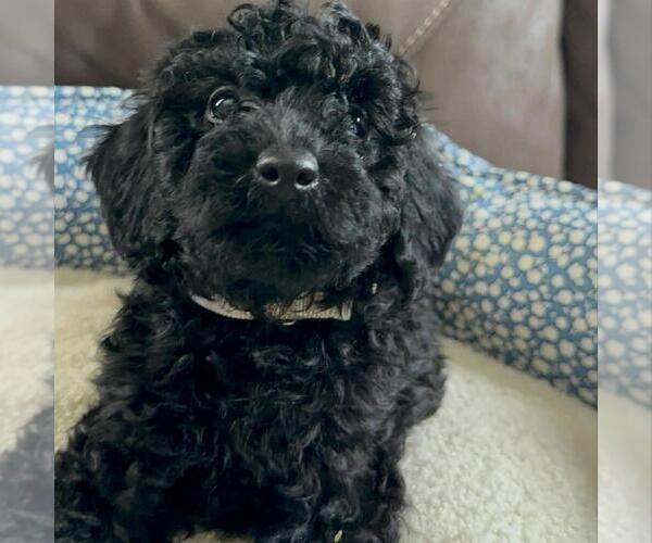 Medium Photo #2 Poodle (Miniature) Puppy For Sale in BRENTWOOD, CA, USA