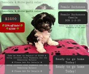 Havanese-Zuchon Mix Puppy for sale in TUCSON, AZ, USA