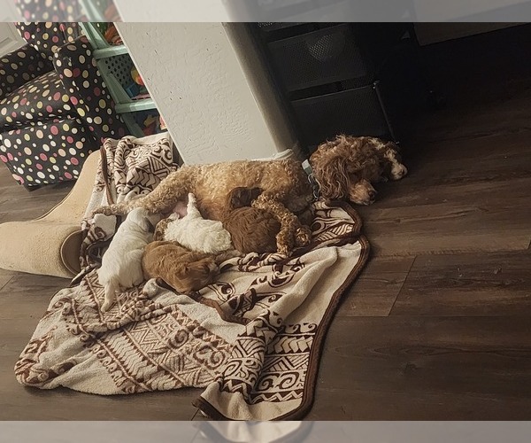 Medium Photo #1 Goldendoodle Puppy For Sale in SAN TAN VALLEY, AZ, USA