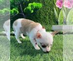 Small Photo #5 Chihuahua Puppy For Sale in PEMBROKE PINES, FL, USA