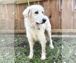 Small #4 Great Pyrenees