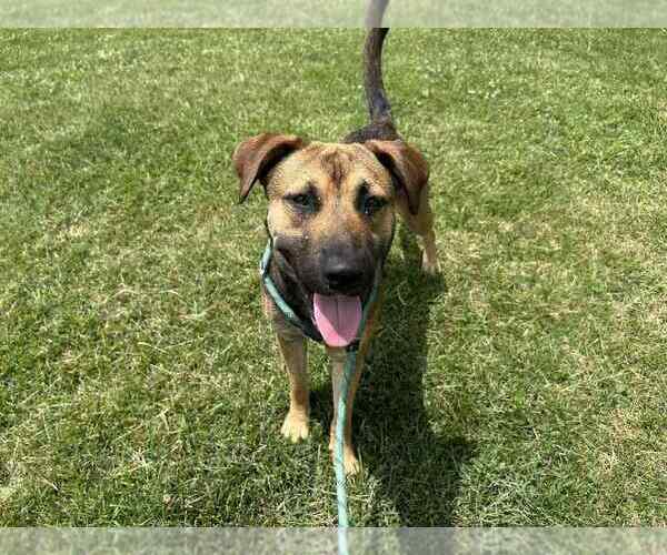 Medium Photo #3 Labrador Retriever-Unknown Mix Puppy For Sale in Evansville, IN, USA