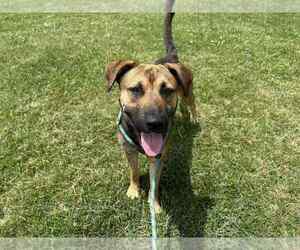 Thor (Avery) - Male Labrador Retriever-Unknown Mix Dog for Adoption - Photo #3