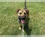 Small #2 Labrador Retriever Mix