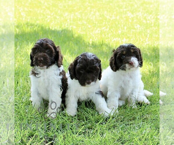 Medium Photo #2 Cock-A-Poo Puppy For Sale in RONKS, PA, USA